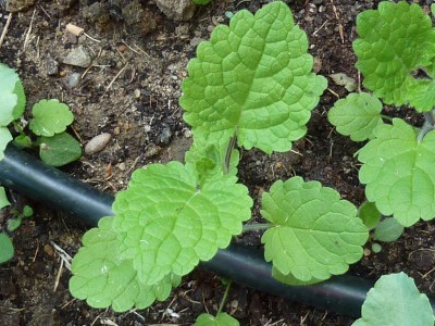 P1000762 (1024x768).jpg