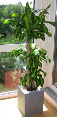 dracaena1.jpg