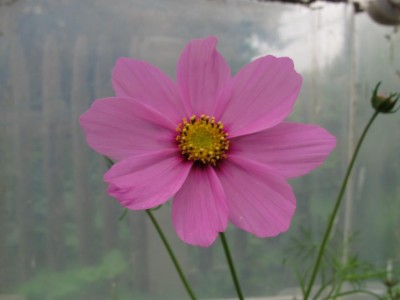 Cosmea.JPG