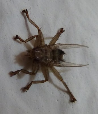 P1010592_.JPG