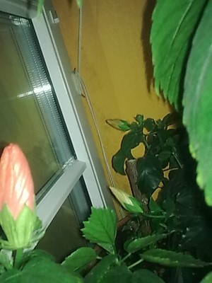 Hibbi...JPG