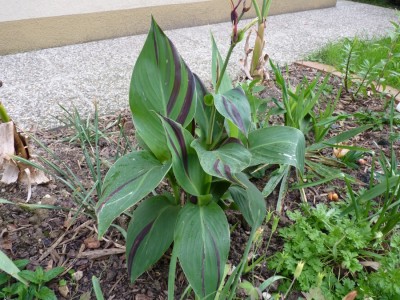 canna cleo.jpg