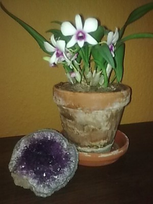 Dendrobium phalenopsis mit Amethyst....JPG