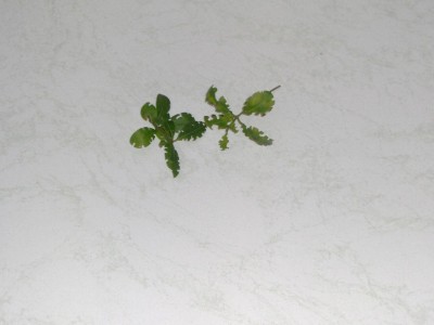 Liguster Hecke.jpg