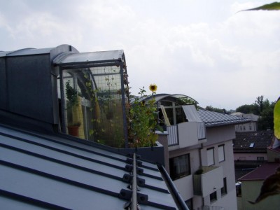 Sonnenblumen.jpg