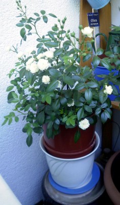 Rose5_953x1625.jpg
