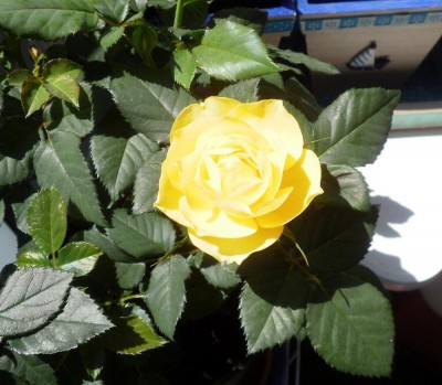 Rose4_1000x872.jpg