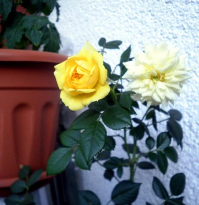 Rose2_1000x1028.jpg