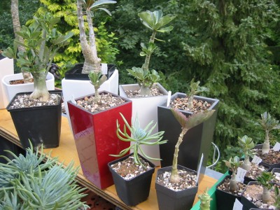 Wüstis MiniCUbe 2.JPG