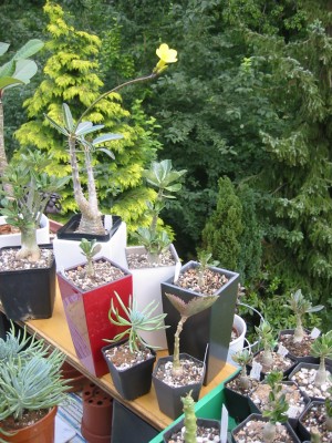 Wüstis MiniCube.JPG