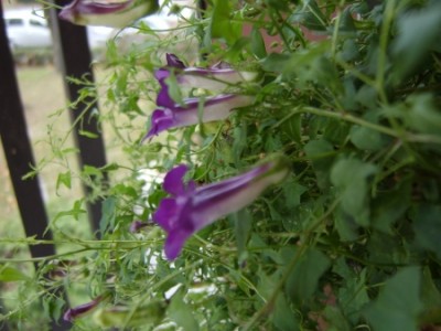 1298_1162805710_blaue Ranke 005a.jpg