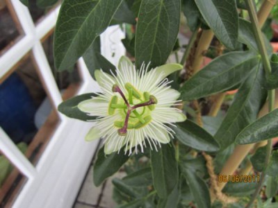 Passi - Constance Elliot.jpg