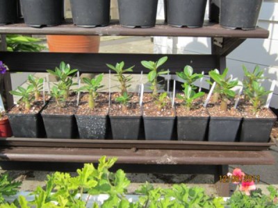 Wüstis 12.06.2011.jpg