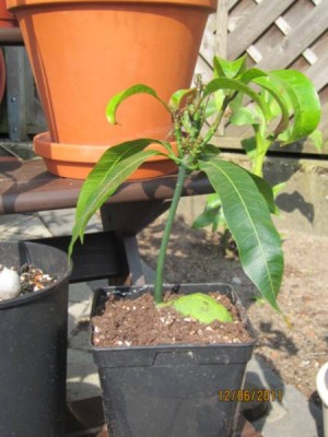Mango2 12.06.2011.jpg