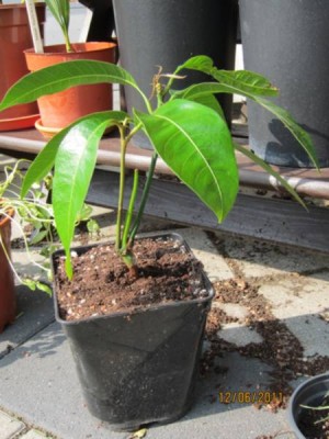Mango 12.06.2011.jpg