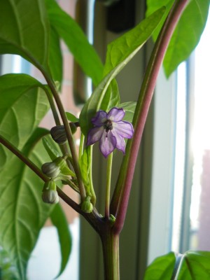 2011-05-26.jpg
