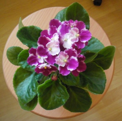2011-05-26.jpg
