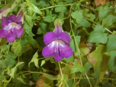1298_1162805608_blaue Ranke 003a.jpg
