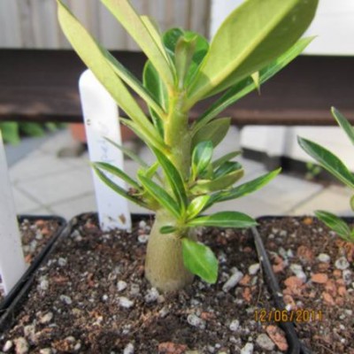 Wüsti Jupeter 12.06.2011.jpg