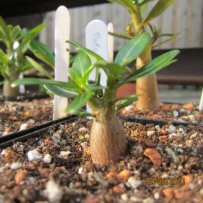 Wüst Polaris 12.06.2011.jpg