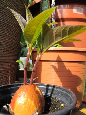 elmar12.06.11 010.JPG