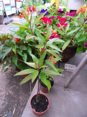 SDC12748.JPG