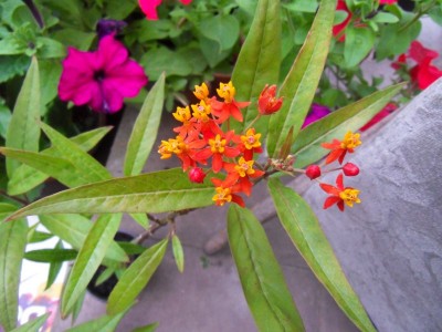 SDC12747.JPG