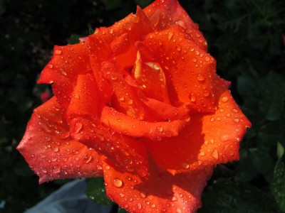 Rose (2).JPG