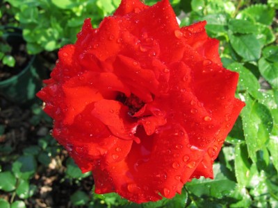 noch eine Rose.JPG