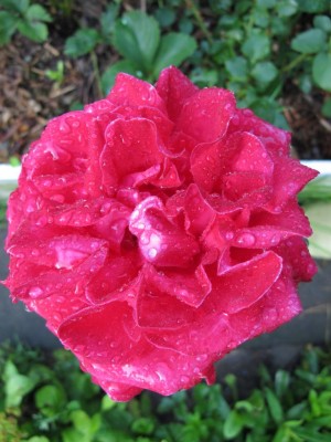Rose.JPG