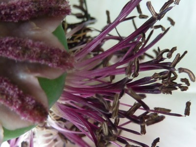 P1000679 (1024x768).jpg