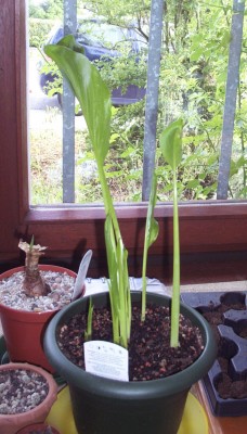 2011-06-12 - Pflanzen 010.jpg