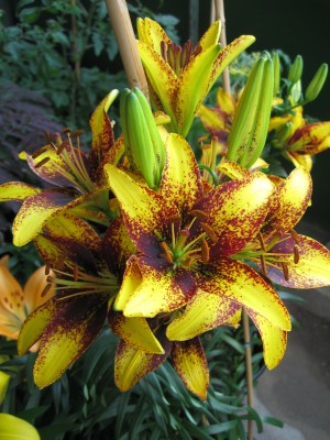 Lilium.JPG