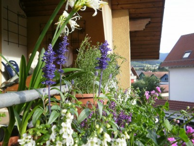 Bild 901.jpg
