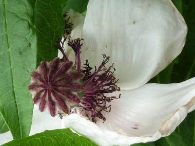 P1000680 (1024x768) (2).jpg