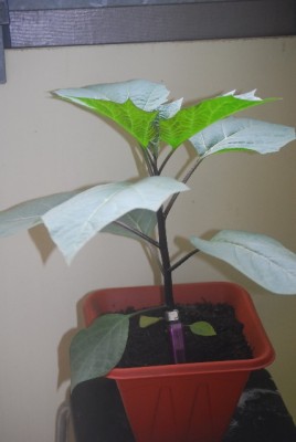 Datura1049yy.jpg