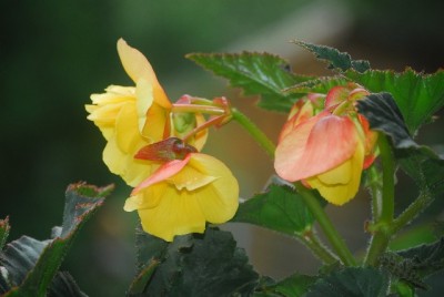 TinaBegonie052yy.jpg