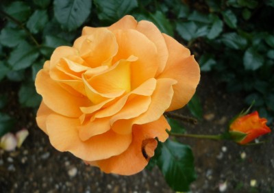 Rose i. Westpark 2.JPG