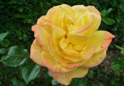 Rose i. Westpark1.JPG