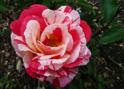 Rose i. Westpark.JPG