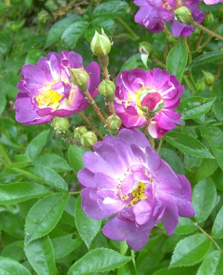 Rose_wahrschl_Veilchenblau1597.jpg