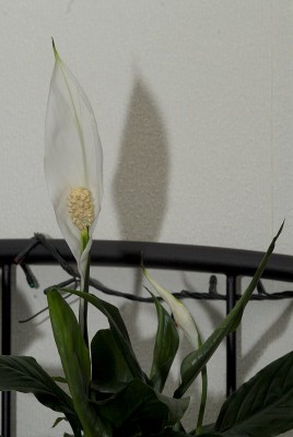 dsc_7099_Einblatt.jpg