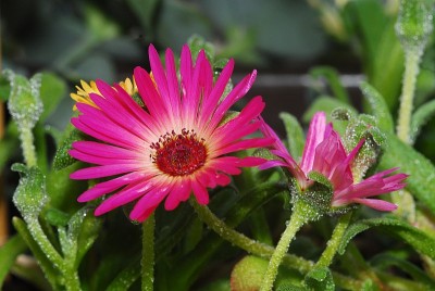 dsc_7091_Eisblume.jpg