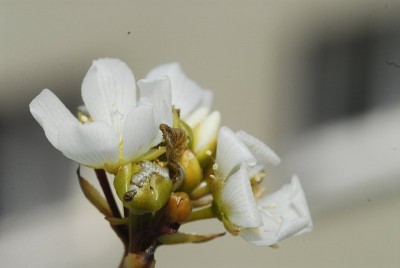 dsc_7088_Venusfliegenfalle_Bluete.jpg