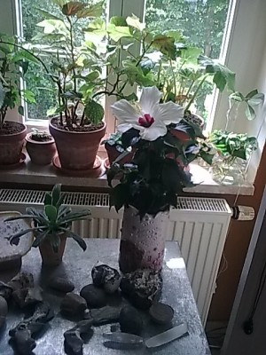 Hibbi......JPG