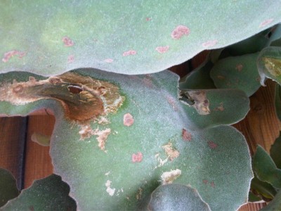 kalanchoe.jpg