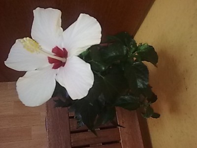 Hibiskus'weiß.JPG