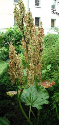 Rätsel Juni Auflösung.jpg