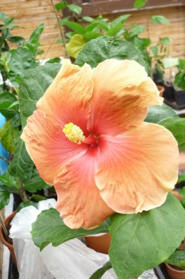 hibiskus 2011 002.jpg