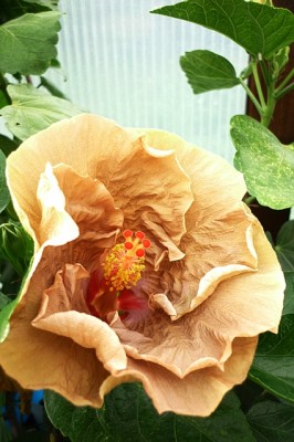 hibiskus juni 2011.jpg